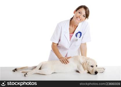 Young female veterinary taking care of a beautiful labrador dog