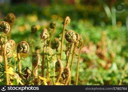 Young fern plants on sunlight