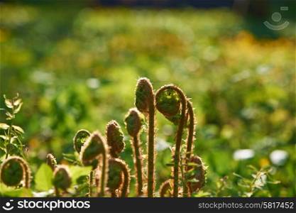 Young fern plants with back sunlight