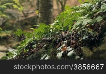 Young ferns and moss. Detail of Temperate Rainforest.