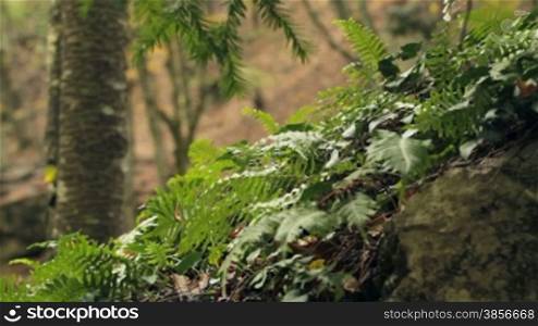 Young ferns and moss. Detail of Temperate Rainforest.