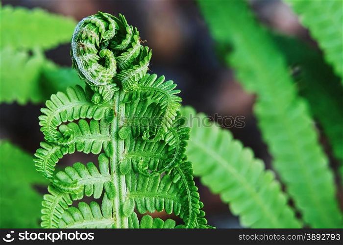 Young ferns in the summer garden. Young ferns