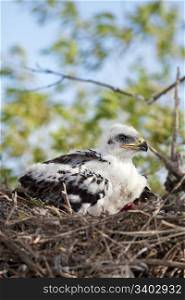 Young Ferruginous hawk chick in the nest, his flight feathers just beginning to grow. Raw remains of a recent meal lay beside him.