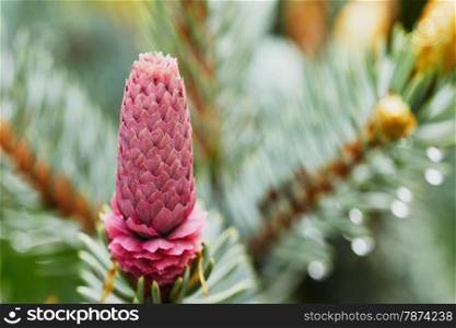 Young fir cone on the tree in the garden