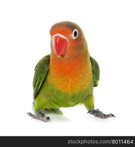 young fisheri lovebird in front of white background