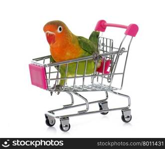 young fisheri lovebird in trolley in front of white background