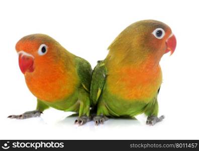 young fisheri lovebirds in front of white background