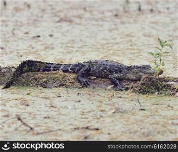 Young Florida Alligator on a Log