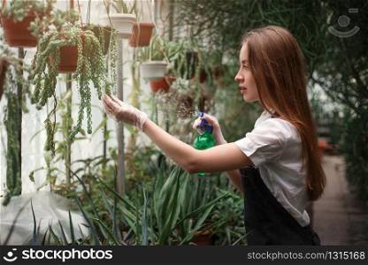 Young florist take care of home flowers in greenhouse. Exotic plants and flowers business concept.. Florist take care of home flowers in greenhouse