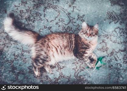 Young fluffy cat on blue carpet lies on his side and looks at the camera. Siberian cat life