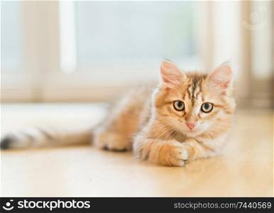 Young fluffy sweet red kitten lying on the floor at window background. Purebred Siberian cat. Cat looking at camera