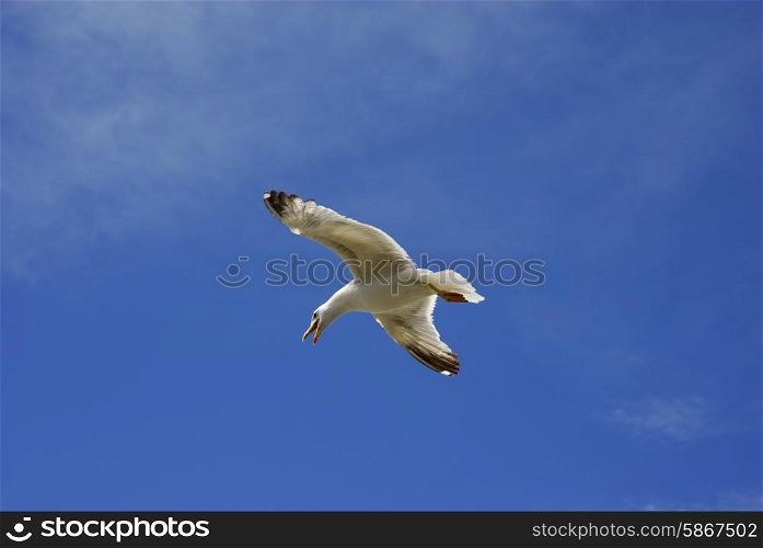 young flying seagull and the blue sky
