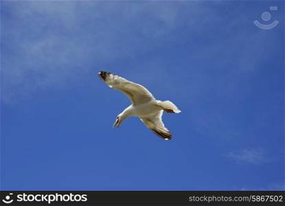 young flying seagull and the blue sky