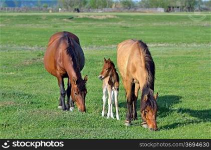 young foal with his mother in spring time