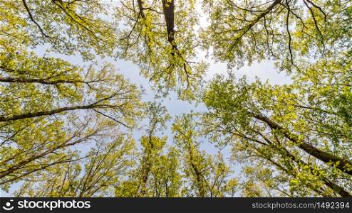 Young forest with oak and hornbeam trees from below