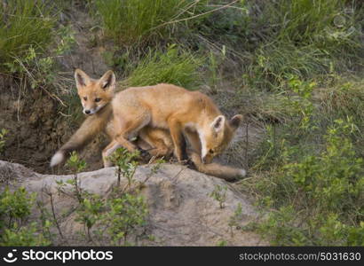 Young Fox Kit kits playing Saskatchewan Canada