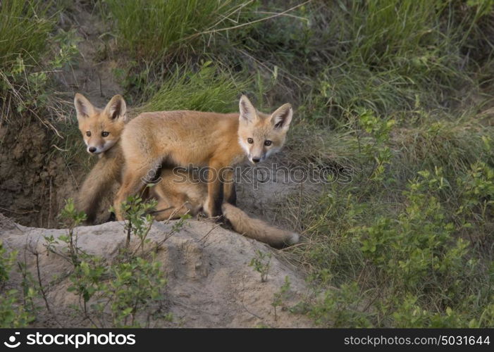 Young Fox Kit kits playing Saskatchewan Canada