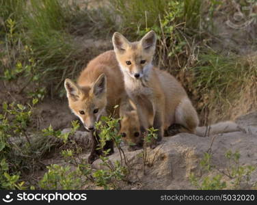 Young Fox Kit kits playing Saskatchewan Canada