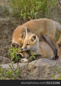 Young Fox Kit kits playing Saskatchewan Canada