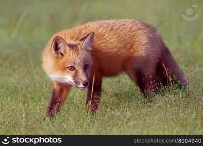 Young Fox Out Exploring