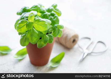 Young fresh basil in pots. Home grown basil