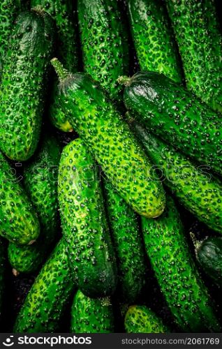 Young fresh cucumbers. Macro background. Texture of cucumbers. High quality photo. Young fresh cucumbers. Macro background.
