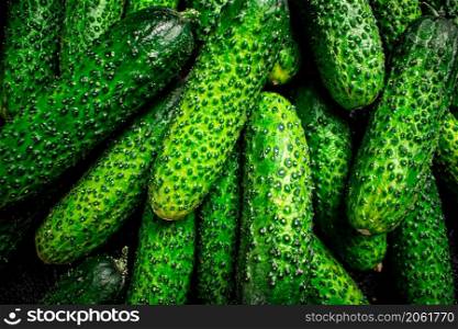 Young fresh cucumbers. Macro background. Texture of cucumbers. High quality photo. Young fresh cucumbers. Macro background.