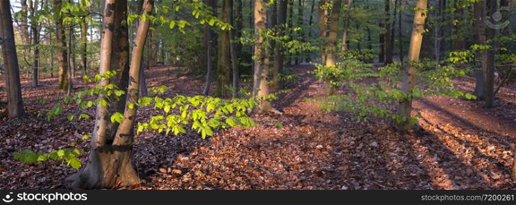 young fresh green beech leaves in spring forest on sunny afternoon in the netherlands