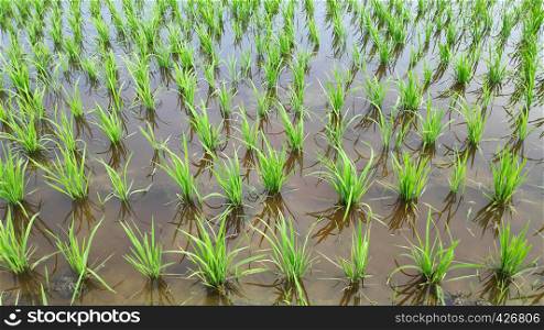 Young fresh green paddy field formed a beautiful pattern and design