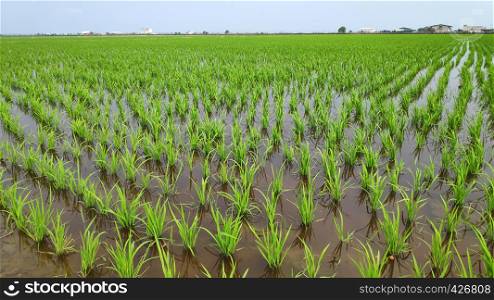 Young fresh green paddy field formed a beautiful pattern and design