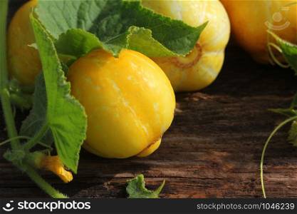 Young fresh lemon yellow cucumberon dark wooden background.. Young fresh lemon yellow cucumberon dark wooden background