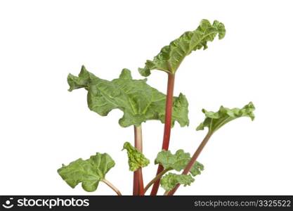 Young fresh Rhubarb on white background