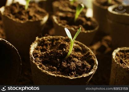 Young fresh seedling growing in pots. Young fresh seedling growing in pots .