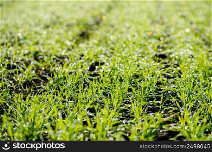 Young fresh wheat sprouts in morning dew on field macro closeup