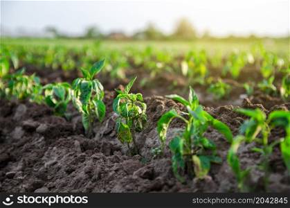 Young freshly planted sweet pepper seedlings in a farm field. Growing vegetables outdoors on open ground. Farming, agriculture landscape. Agroindustry. Plant care and cultivation.
