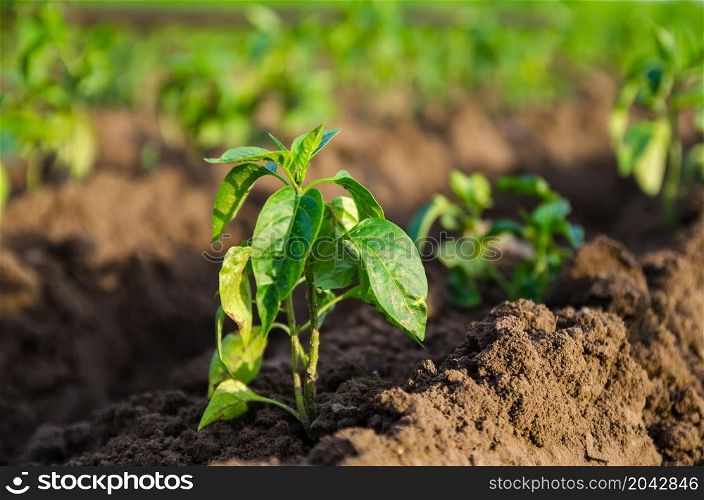 Young freshly planted sweet pepper seedlings in a farm field. Growing vegetables outdoors on open ground Agroindustry. Plant care and cultivation. Farming, agriculture landscape.