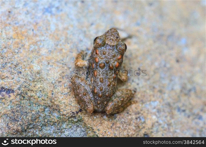 Young Frog on a rock at the stream