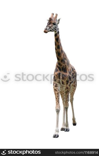 Young funny giraffe standing full length isolated on white background. Funny walking giraffe close up. Zoo animals isolated.. Young funny giraffe standing full length isolated on white background.
