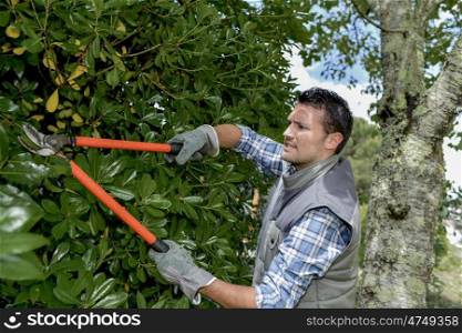 young gardener is triming hedge