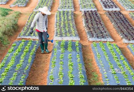 Young gardener is watering the fresh vegetable in farmland.