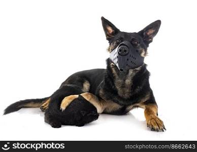 young german shepherd and cat in front of white background