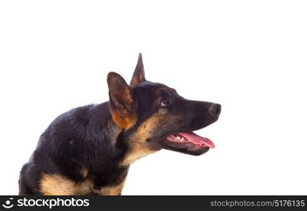 Young German Shepherd dog isolated on white background