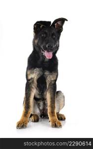 young german shepherd in front of white background