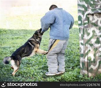 young german shepherd training in the nature