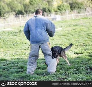 young german shepherd training in the nature