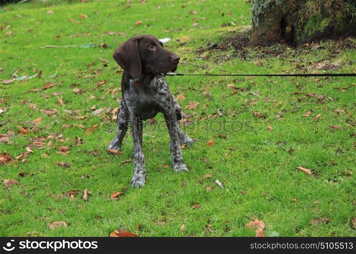 Young German shorthaired Pointer male, four months old