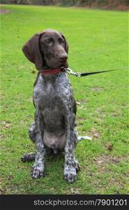 Young German shorthaired Pointer male, four months old
