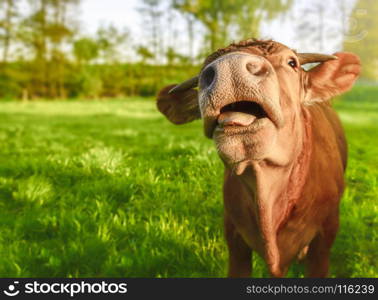 Young ginger calf, looking at camera, with its mouth opened and a funny face, on a sunny day of spring.