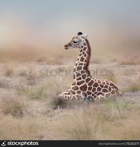 Young Giraffe resting in the grassland