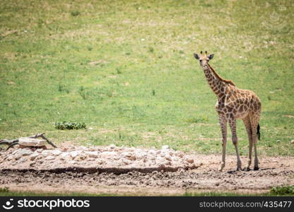 Young Giraffe standing at a waterhole in the Kalagadi Transfrontier Park, South Africa.